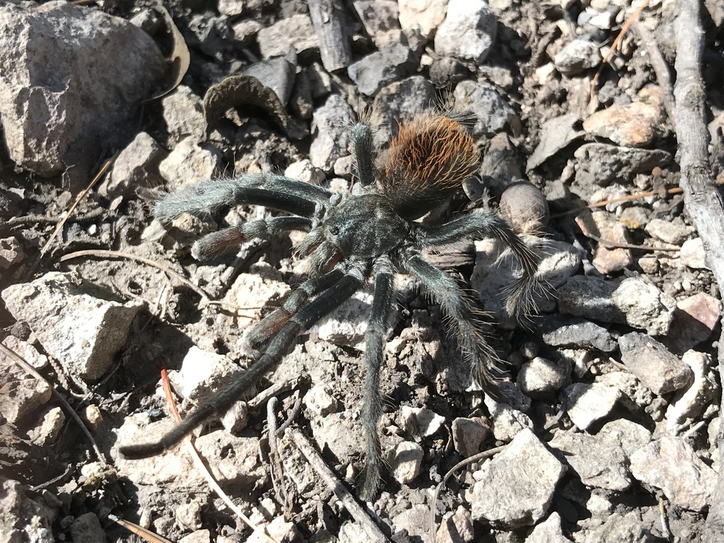Mygalomorphs from Graham County, USAZ, US on October 29, 2022 at 1242