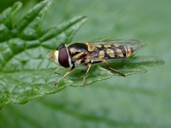 Simosyrphus grandicornis