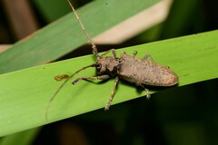 Acalolepta