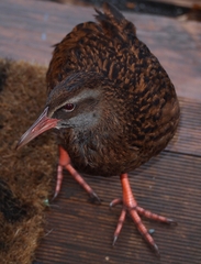Gallirallus australis australis