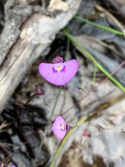Utricularia uniflora