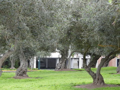 Olea europaea