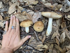 Russula fragrantissima