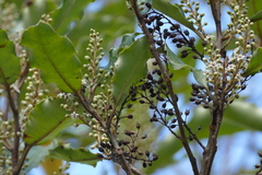 Quintinia serrata