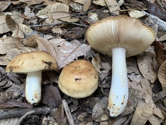 Russula fragrantissima
