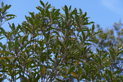 Quintinia serrata