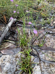 Utricularia uniflora