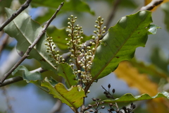 Quintinia serrata