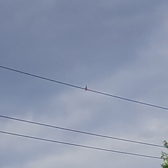 Todiramphus sanctus vagans