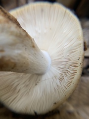 Russula fragrantissima