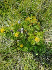 Petrophile canescens