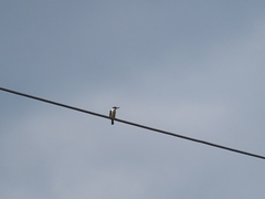 Todiramphus sanctus vagans