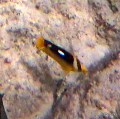Chaetodon quadrimaculatus