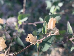 Abutilon incanum