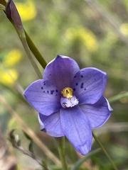 Thelymitra juncifolia