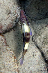 Parupeneus multifasciatus