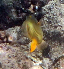 Cantherhines dumerilii