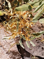 Cuscuta