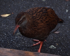 Gallirallus australis australis