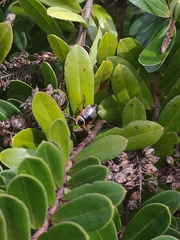 Ellipsidion australe