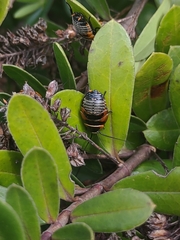 Ellipsidion australe