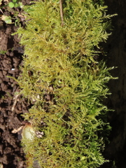 Kindbergia praelonga