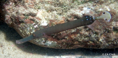 Aulostomus chinensis