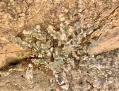 Myriopteris parryi