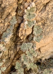 Myriopteris parryi