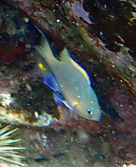 Pycnochromis vanderbilti