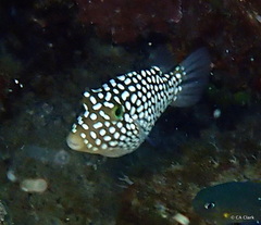 Canthigaster jactator