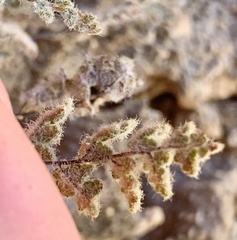 Myriopteris parryi