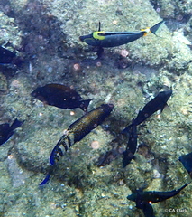 Cephalopholis argus