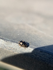 Hyperaspis festiva