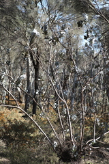 Eucalyptus macrocarpa