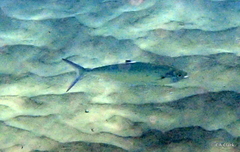 Scomberoides lysan