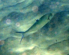 Scomberoides lysan