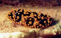 Phyllidia ocellata