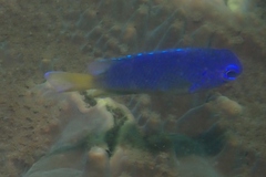 Pomacentrus coelestis