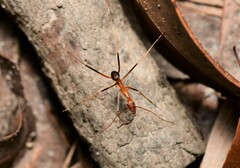 Leptomyrmex rufipes