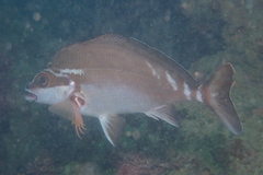 Morwong fuscus