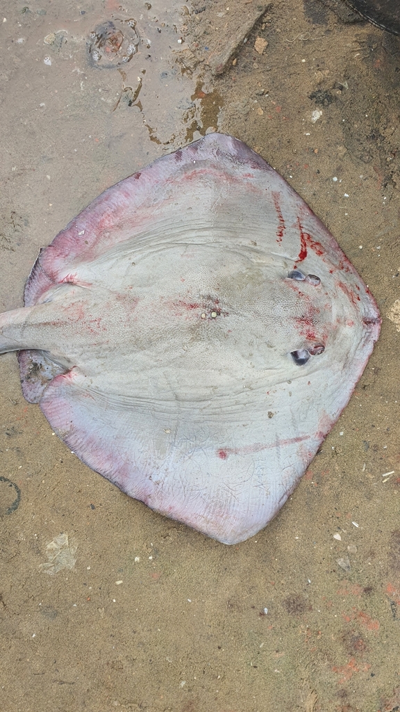 Narrow Cowtail Ray