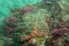 Scorpaena jacksoniensis