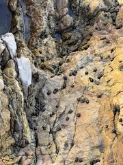 Littorininae
