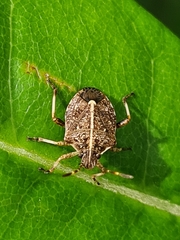 Oncocoris geniculatus