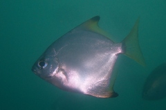 Monodactylus argenteus
