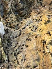 Littorininae