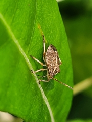 Oncocoris geniculatus