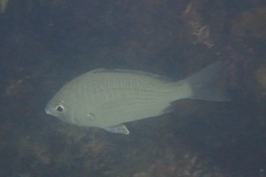 Gerres subfasciatus