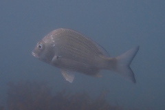 Acanthopagrus australis